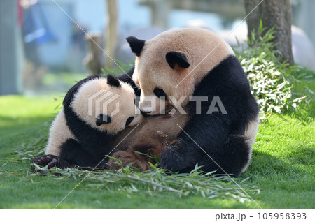 優浜におっぱいを与える良浜ママ 優浜におっぱいを与える良浜ママ 105958393