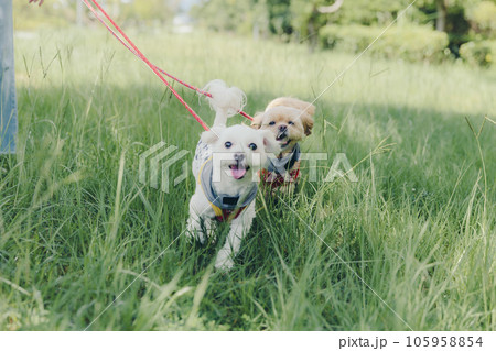 犬と一緒に走っている写真 105958854