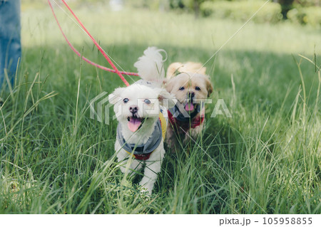 犬と一緒に走っている写真 105958855