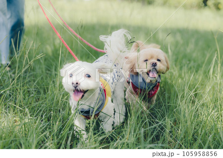 犬と一緒に走っている写真 犬と一緒に走っている写真 105958856