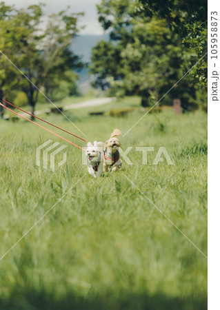 犬と一緒に走っている写真 105958873