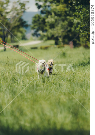 犬と一緒に走っている写真 105958874
