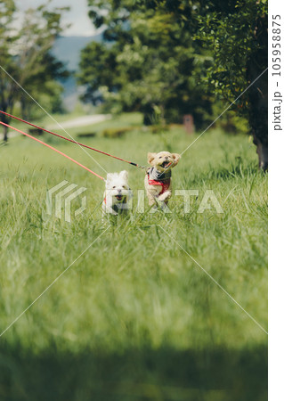 犬と一緒に走っている写真 105958875