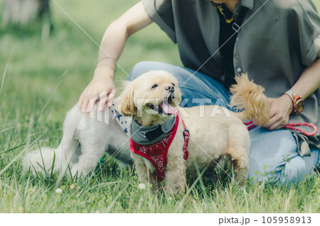 愛犬と戯れる女性 105958913