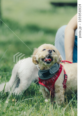 愛犬と戯れる女性 105958914