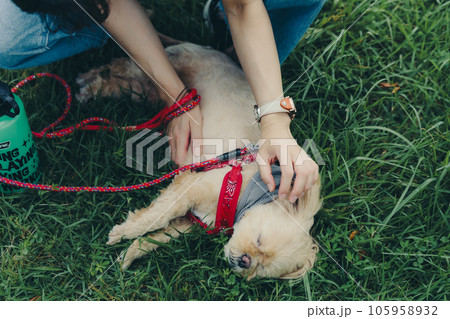 愛犬と戯れる女性 愛犬と戯れる女性 105958932