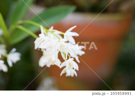 デンドロビウムの花　キンギアナム 105958991