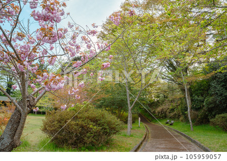 Fukuura island spring garden in Matsushima, Miyagi, Japan Fukuura island spring garden in Matsushima, Miyagi, Japan 105959057