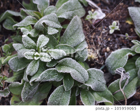 降霜したスパニッシュフラメンコの苗 105959065
