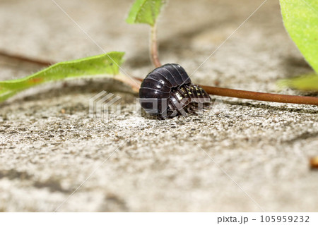 オカダンゴムシの交尾 105959232