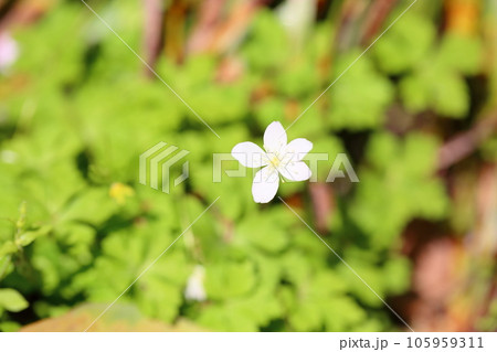 ニリンソウの花 105959311