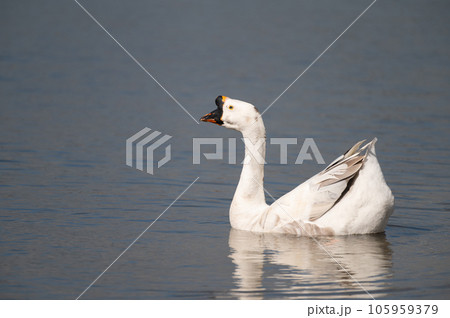 White goose is floating on the water.Selective focus. 105959379