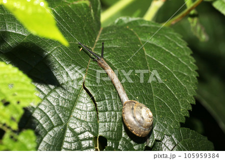 カタツムリの仲間 おそらくオナジマイマイ カタツムリの仲間 おそらくオナジマイマイ 105959384