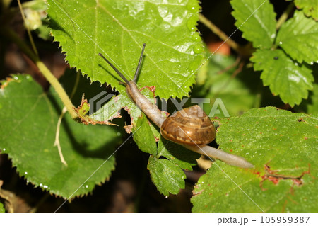 カタツムリの仲間 おそらくオナジマイマイ カタツムリの仲間 おそらくオナジマイマイ 105959387