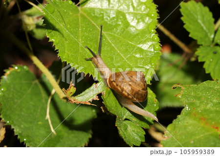 カタツムリの仲間 おそらくオナジマイマイ カタツムリの仲間 おそらくオナジマイマイ 105959389