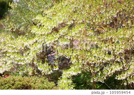 ドウダンツツジの花 105959454