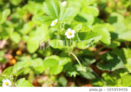ワイルドストロベリーの花 105959456