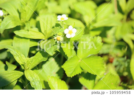 ワイルドストロベリーの花 ワイルドストロベリーの花 105959458