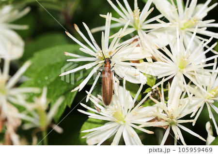 キイロカミキリモドキ 105959469