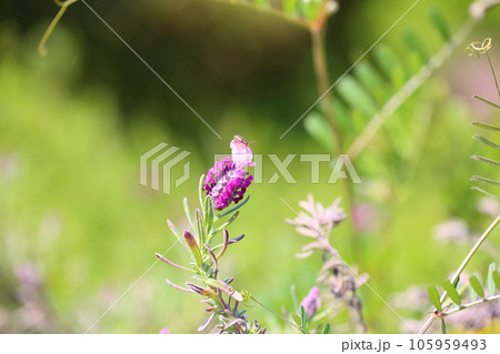 ラベンダーの花 ラベンダーの花 105959493