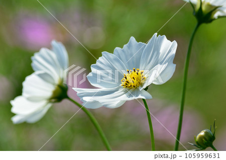 鬼怒グリーンパークへ行きました #69 鬼怒グリーンパークへ行きました #69 105959631