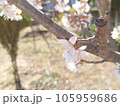 梅 105959686