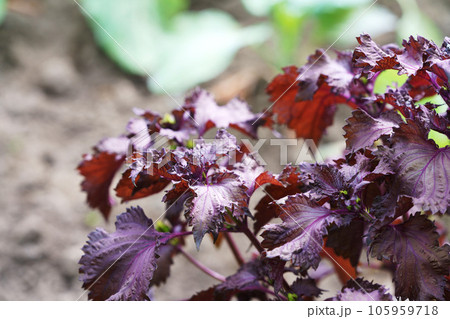 赤ジソ畑 105959718