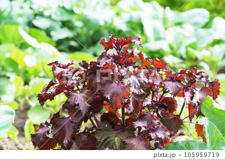 赤ジソ畑 105959719