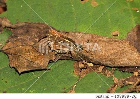 コチャバネセセリ 105959720