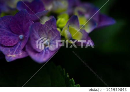 紫陽花のがく 105959848