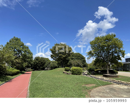 青空の下、大きな木のある公園　おおね公園　神奈川県秦野市 105959993