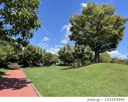 青空の下、大きな木のある公園　おおね公園　神奈川県秦野市 105959994