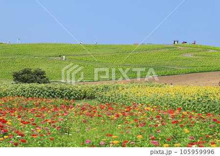 ひたち海浜公園のジニア 105959996