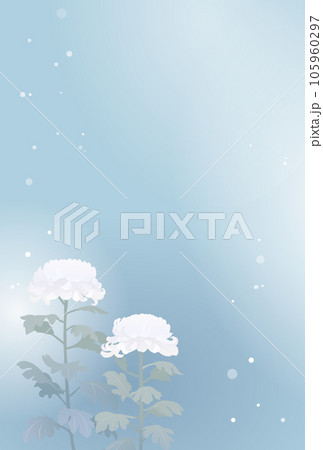 雪が降る背景と菊の花の寒中見舞い・喪中イラスト 105960297
