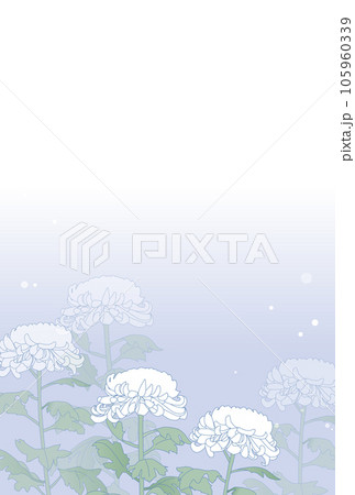 雪が降る背景と菊の花の寒中見舞い・喪中イラスト 105960339