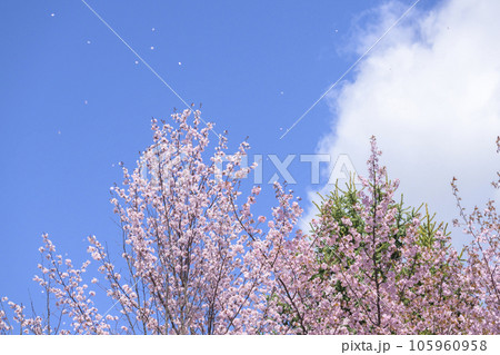 青空と桜ふぶき（動画との同時撮影） 105960958
