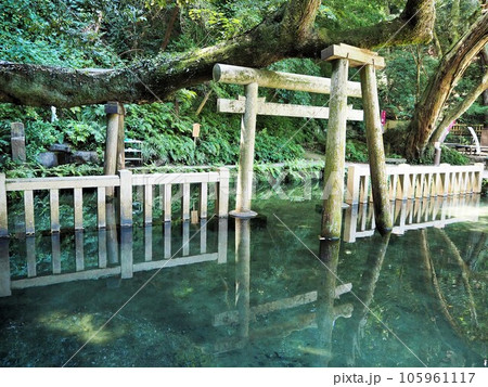 関東で最古の神社とされる由緒ある神社、鹿島神宮の御手洗池 関東で最古の神社とされる由緒ある神社、鹿島神宮の御手洗池 105961117