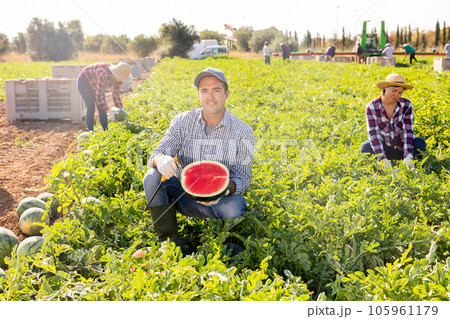 Satisfied male farmer demonstrating half of a ripe red watermelon in field Satisfied male farmer demonstrating half of a ripe red watermelon in field 105961179