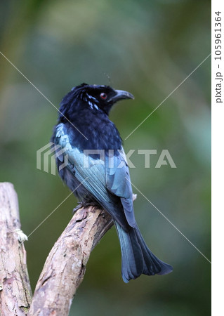 カンムリオウチュウ 105961364