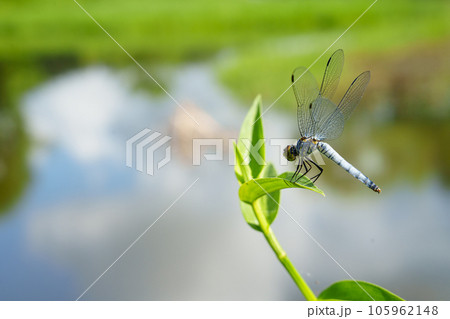 水辺の枝に止まるシオカラトンボ 105962148