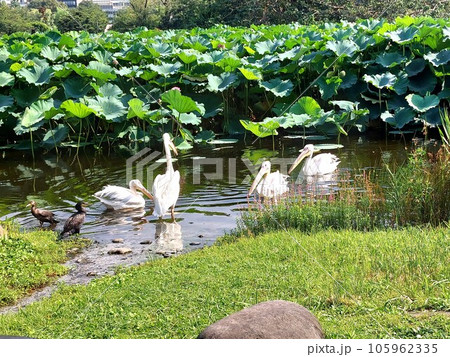 ペリカンの群れと蓮の葉⑦ ペリカンの群れと蓮の葉⑦ 105962335