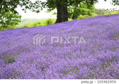 札幌 幌見峠のラベンダー畑 105962950