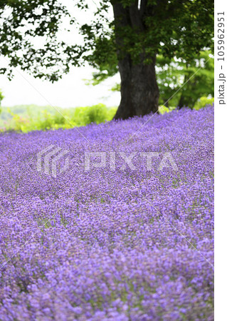 札幌 幌見峠のラベンダー畑 105962951