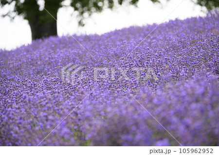 札幌 幌見峠のラベンダー畑 105962952