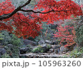 安芸の宮島の美しい紅葉 105963260