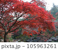 安芸の宮島の美しい紅葉 105963261