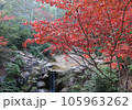 安芸の宮島の美しい紅葉 105963262
