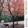 紅葉の中を歩く鹿 105963263