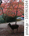 鹿と紅葉 105963264