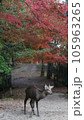 紅葉の時期に迎えた鹿 105963265